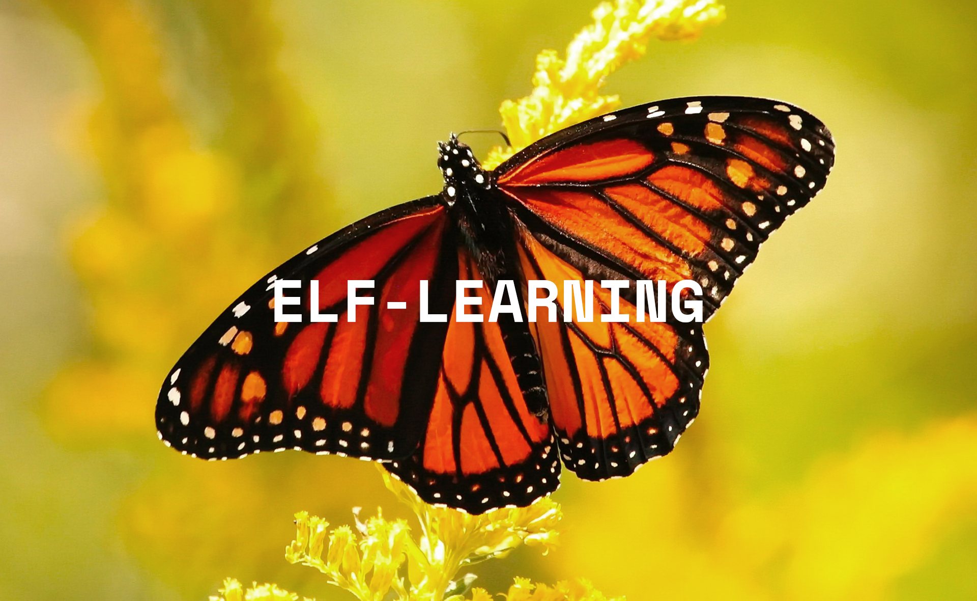 ELF BRAND IDENTITY